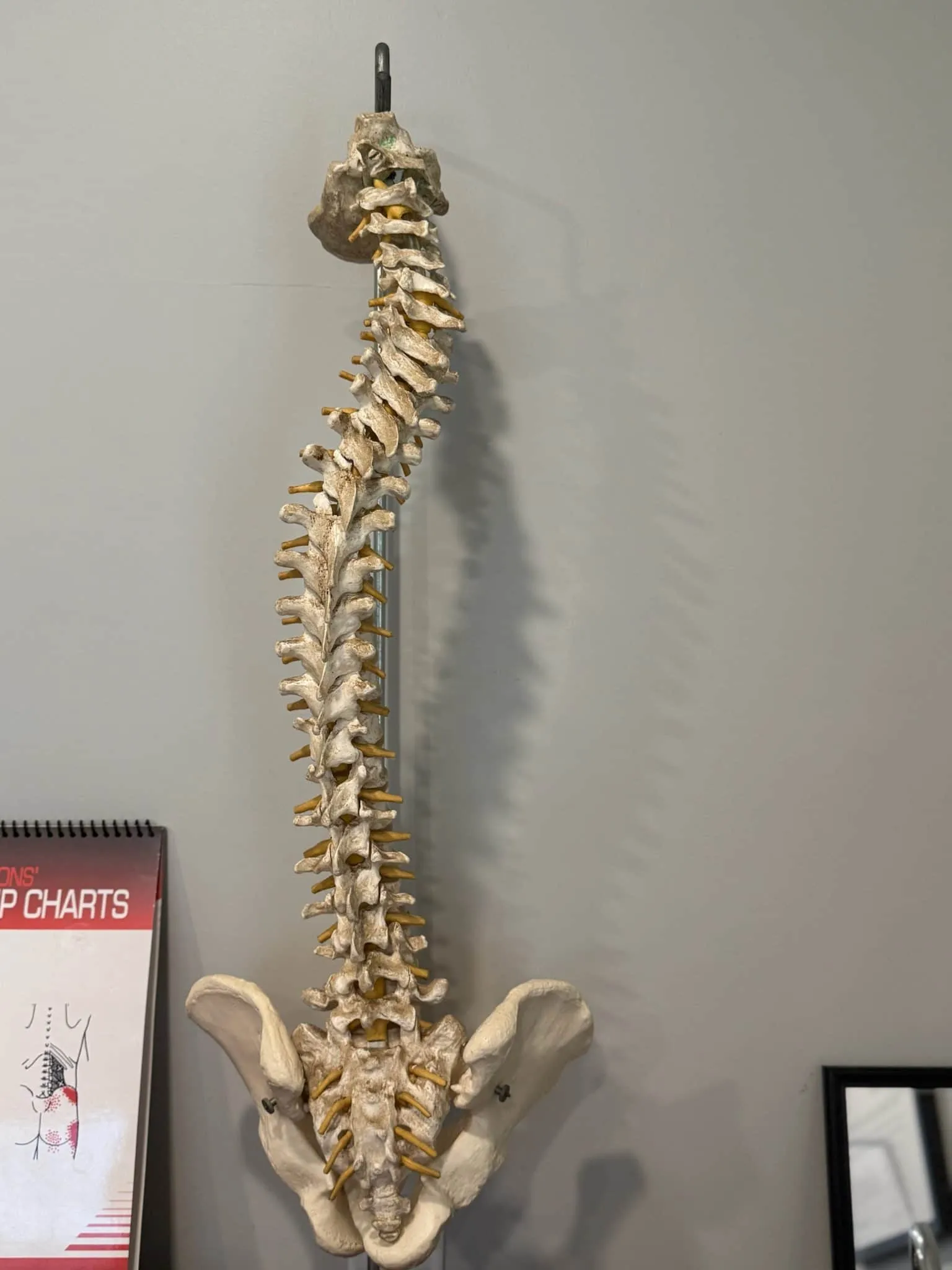 Full spine model hanging on the wall with pelvis attached in a chiropractic treatment room.