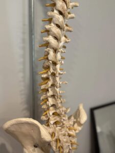 Close-up view of an anatomical spine model showing vertebrae and pelvis in the clinic.