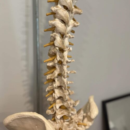 Close-up view of an anatomical spine model showing vertebrae and pelvis in the clinic.