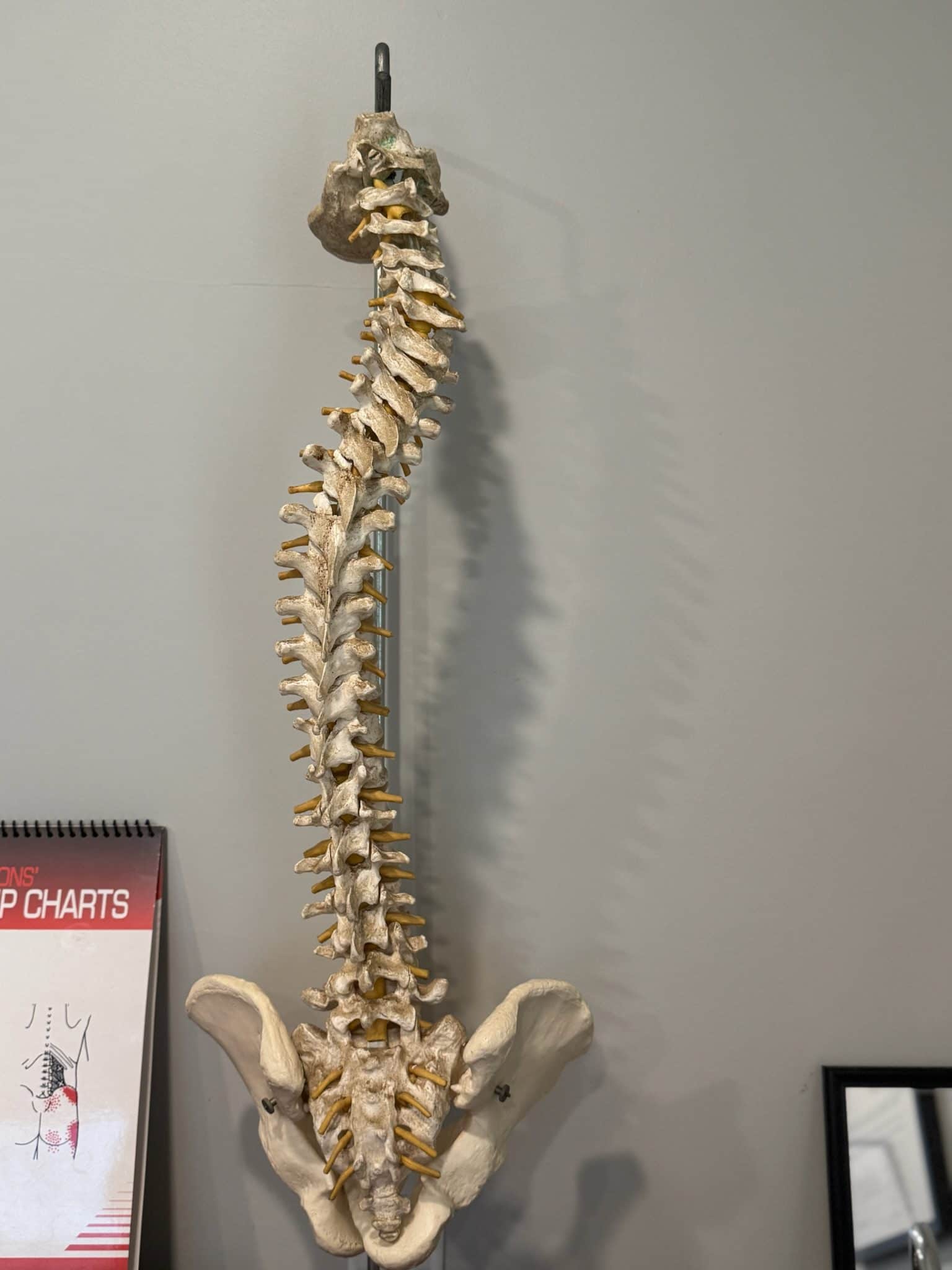 Full spine model hanging on the wall with pelvis attached in a chiropractic treatment room.